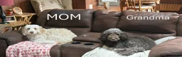Aussiedoodle dogs for sale: Devins - Ad 12