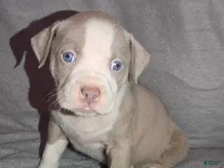 American Pit Bull Terrier dogs American Pit Bull Terrier Puppy 2 - Ad 16