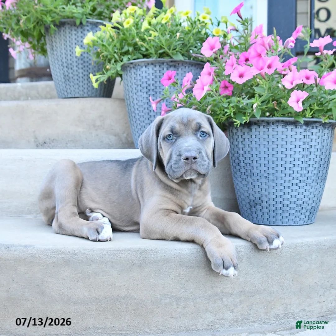 Cane Corso dogs for sale: Raven - Ad 2