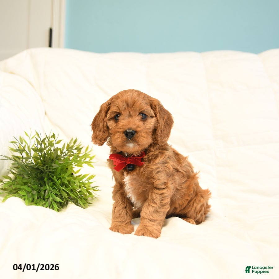 Cavapoo dogs Toby - Ad 2