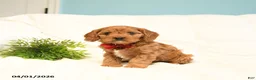 Cavapoo dogs for sale: Toby - Ad 2