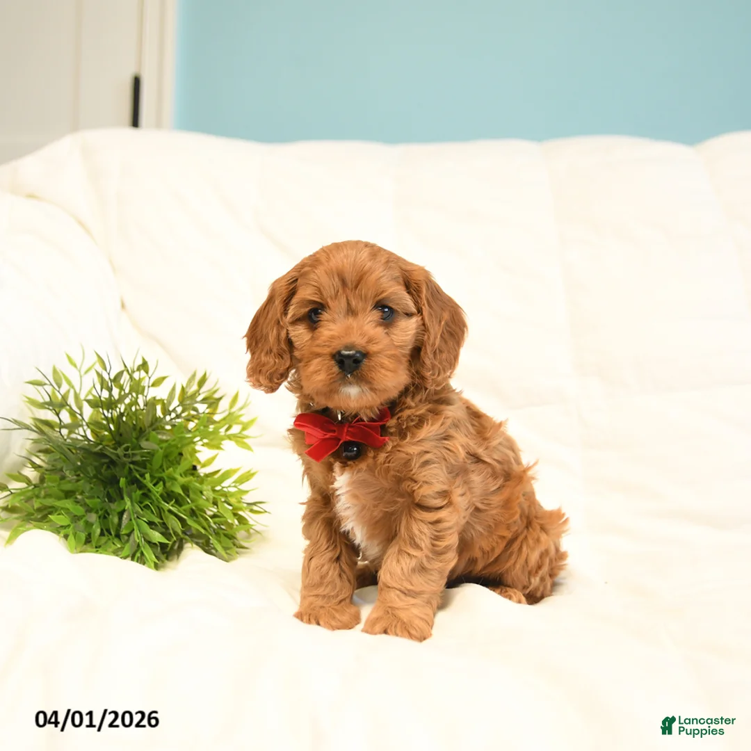 Cavapoo dogs for sale: Toby - Ad 2