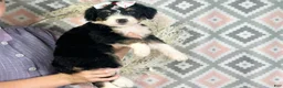 Bernedoodle dogs for sale: Indie - Ad 4