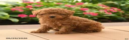 Toy Poodle dogs for sale: Milo - Ad 2