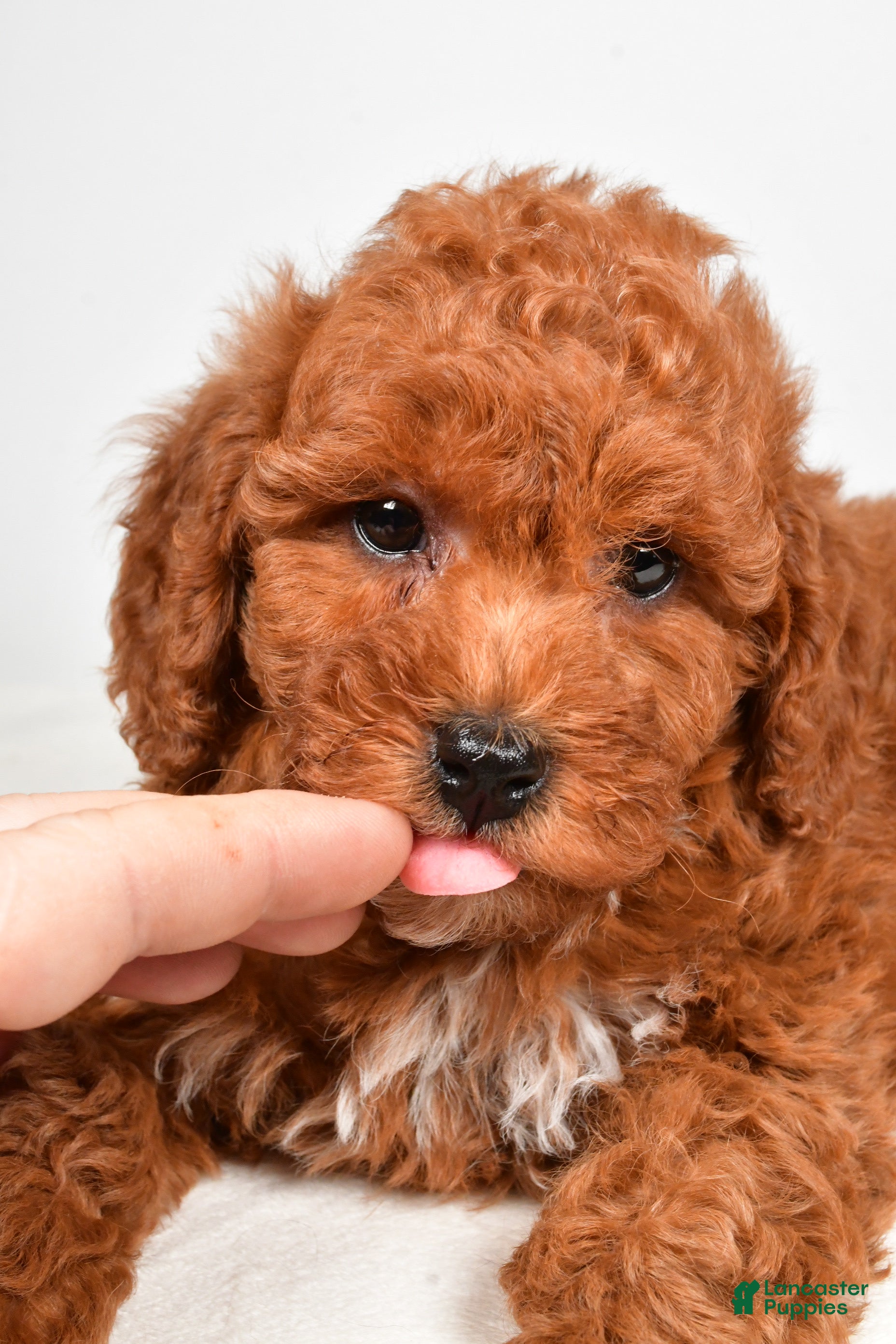 Mini Goldendoodle dogs Polly - Ad 2