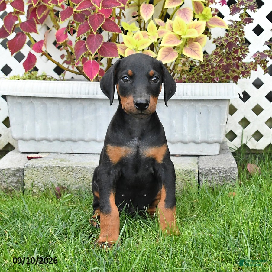 Doberman Pinscher dogs Petal - Ad 1