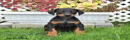 Doberman Pinscher dogs for sale: Petal - Ad 1