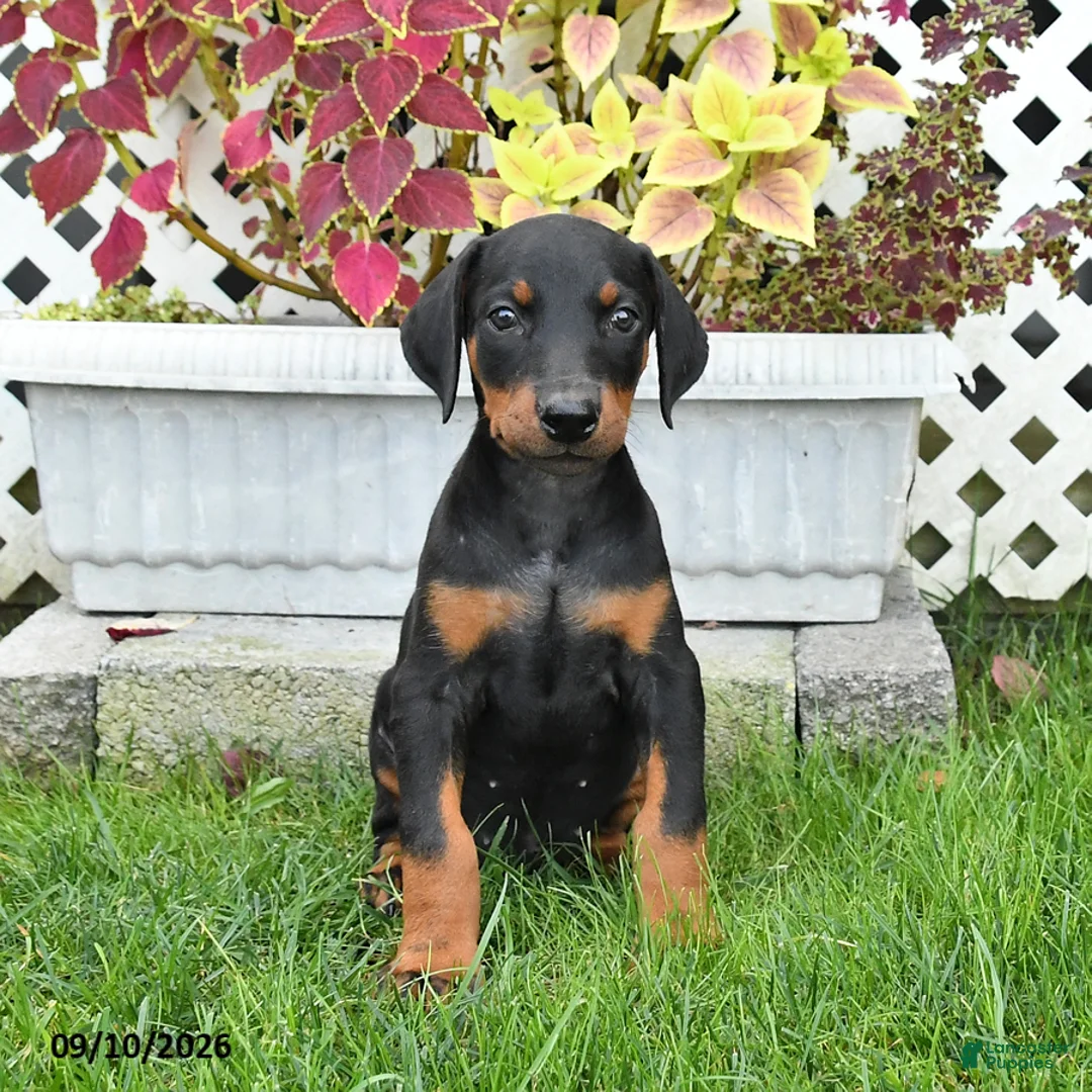 Doberman Pinscher dogs for sale: Petal - Ad 1