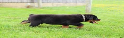 Rottweiler dogs for sale: Bear - Ad 10