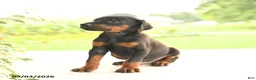 Doberman Pinscher dogs for sale: Aj  - Ad 5