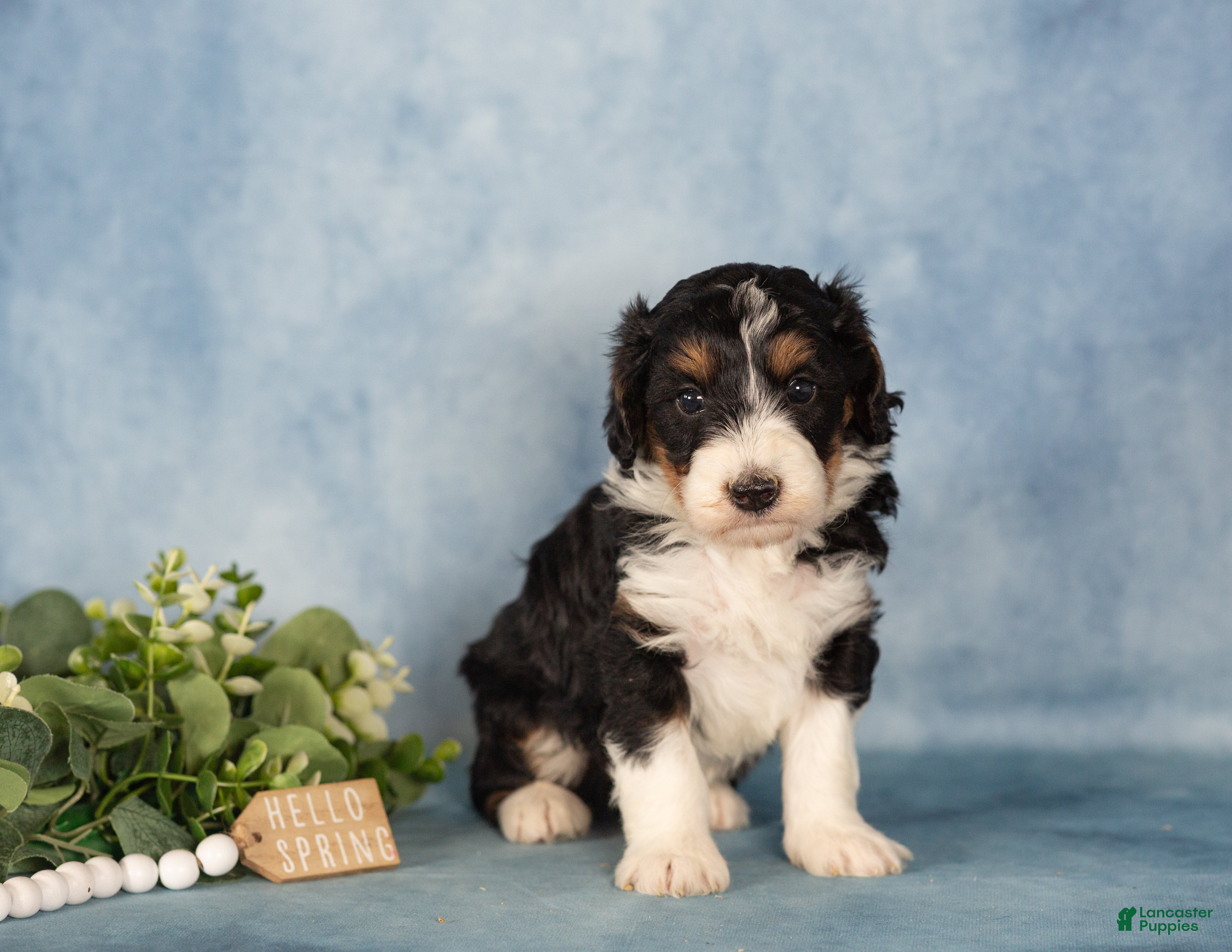 Bernedoodle dogs Bernedoodle Puppy 1 - Ad 1