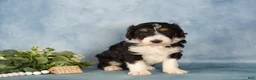 Bernedoodle dogs for sale: Bernedoodle Puppy 1 - Ad 1