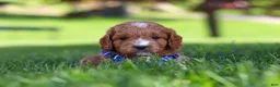 Cavapoo dogs for sale: Milo - Ad 4