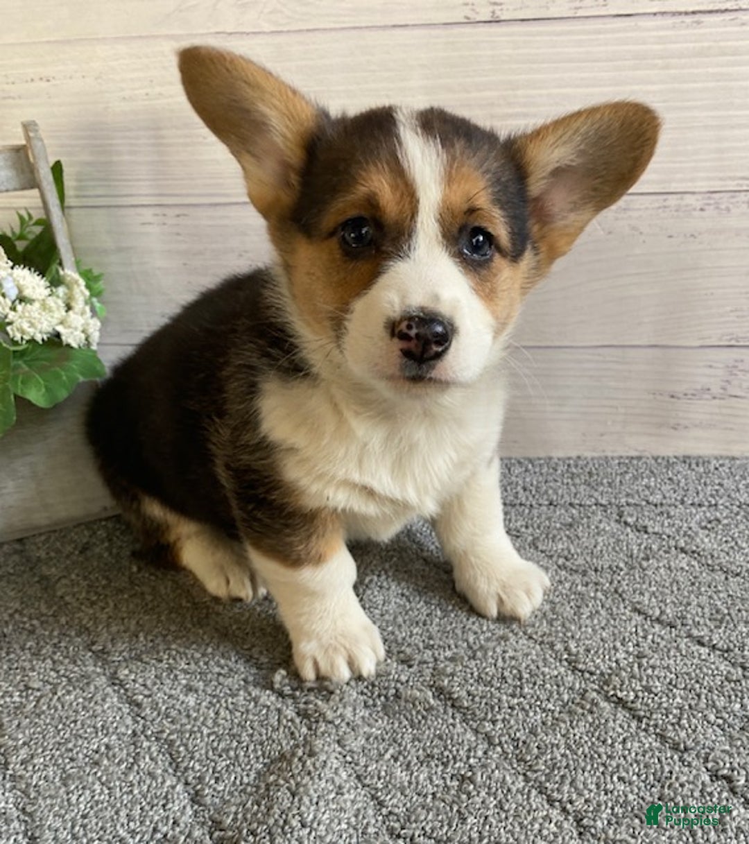 Welsh Corgi Pembroke dogs for sale: Pixie - Ad 2