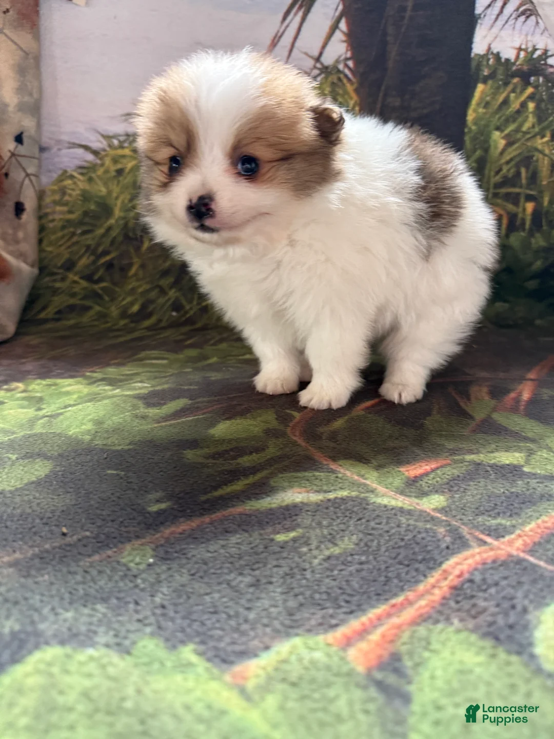 Pomeranian dogs for sale: Caleb - Ad 12