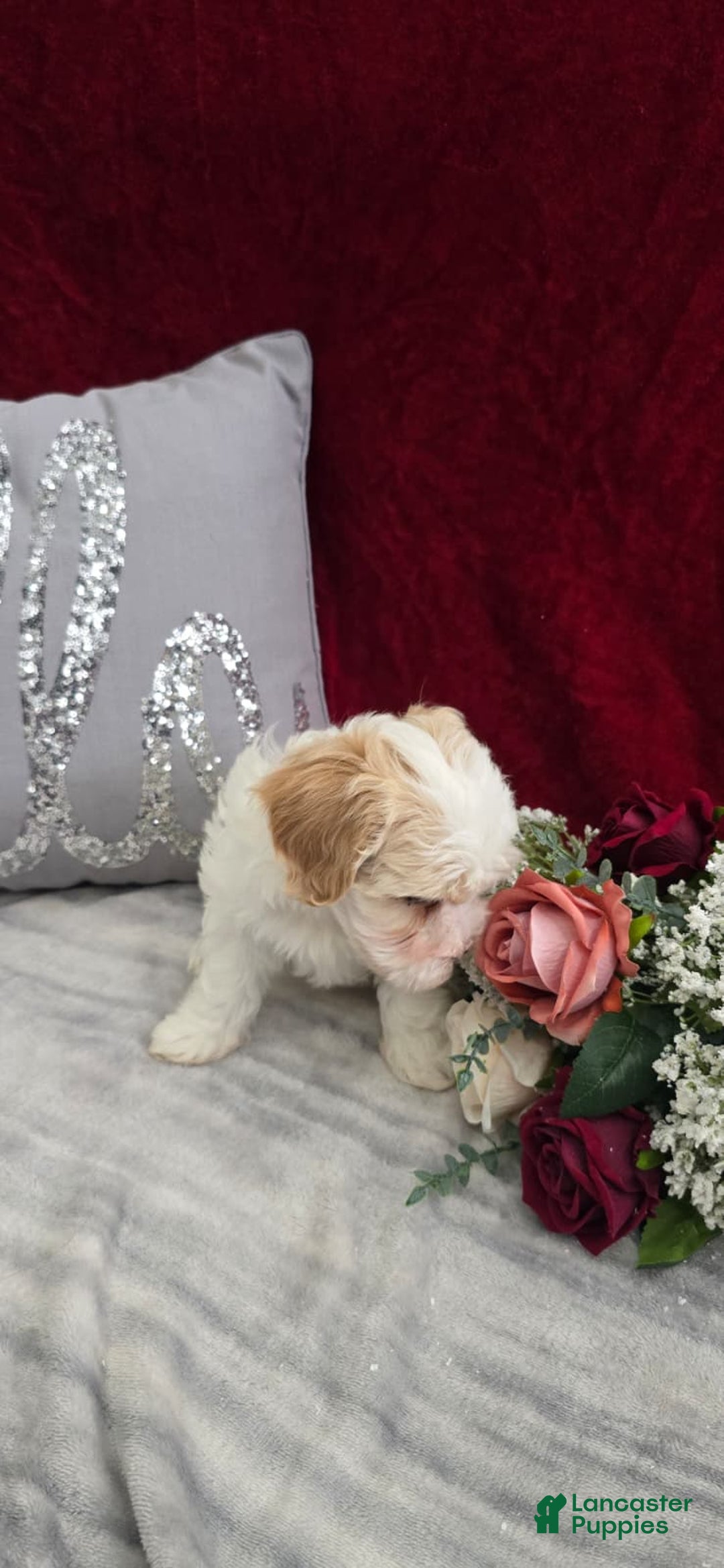 Cavapoo dogs for sale: Cookie - Ad 6