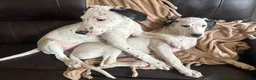 Mixed Breed dogs for sale: Miles - Ad 7