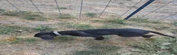 Great Dane dogs for sale: Great Dane 6 Grey collar - Ad 4