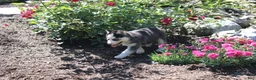 Siberian Husky dogs for sale: Trixie  - Ad 2