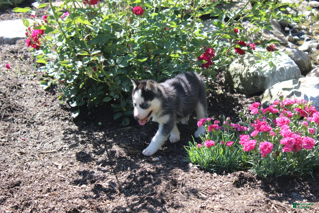Siberian Husky dogs for sale: Trixie  - Ad 2