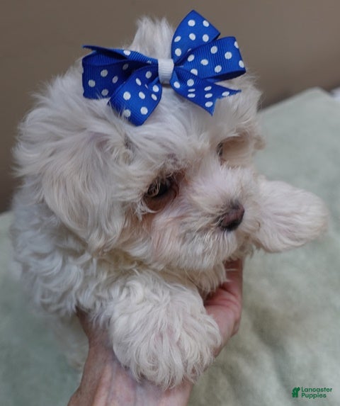 Maltese dogs Bogie - Ad 9