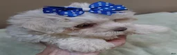 Maltese dogs for sale: Bogie - Ad 1