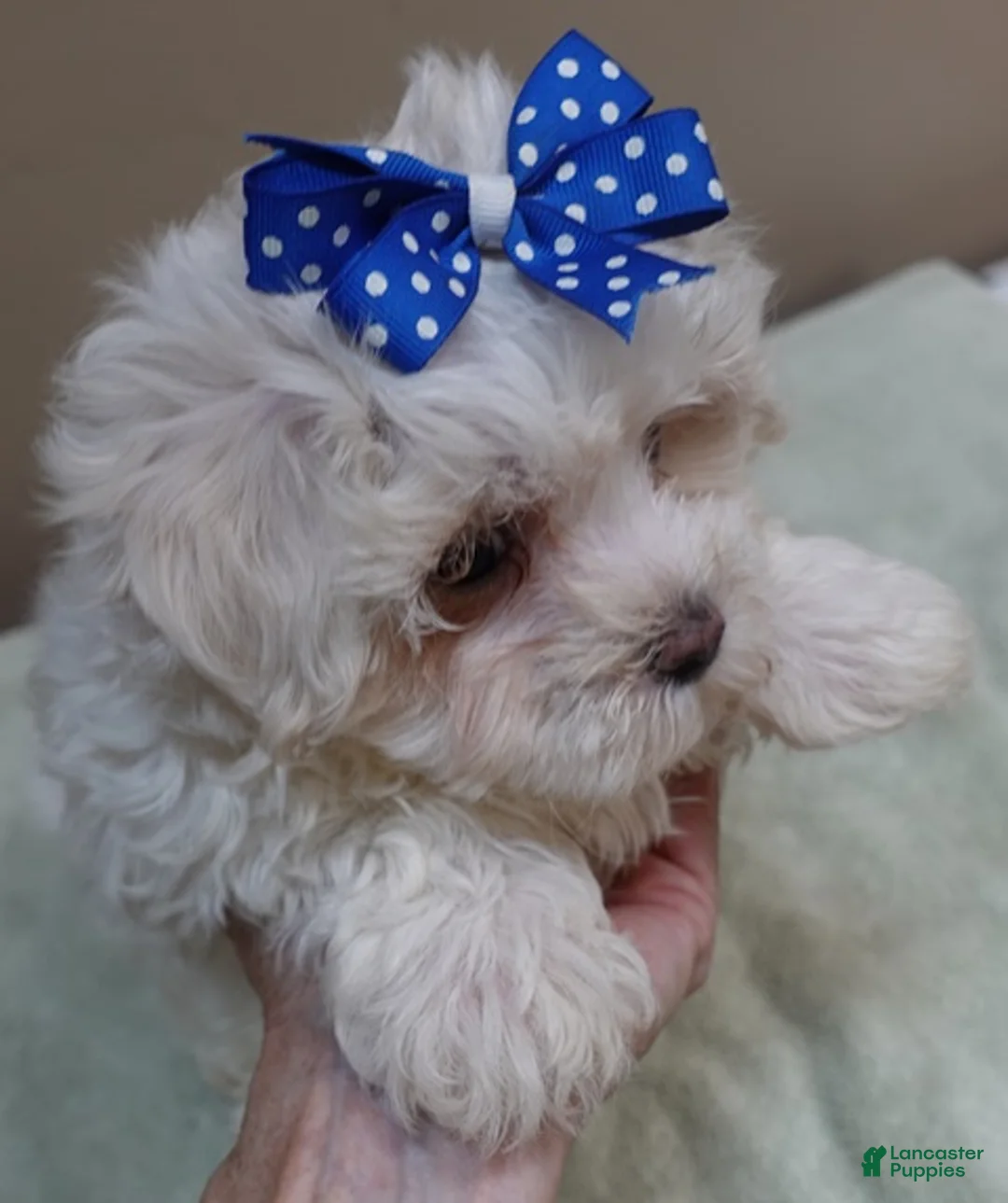 Maltese dogs for sale: Bogie - Ad 1