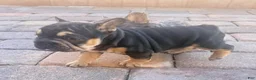 French Bulldog dogs for sale: French Bulldog 5 - Ad 4