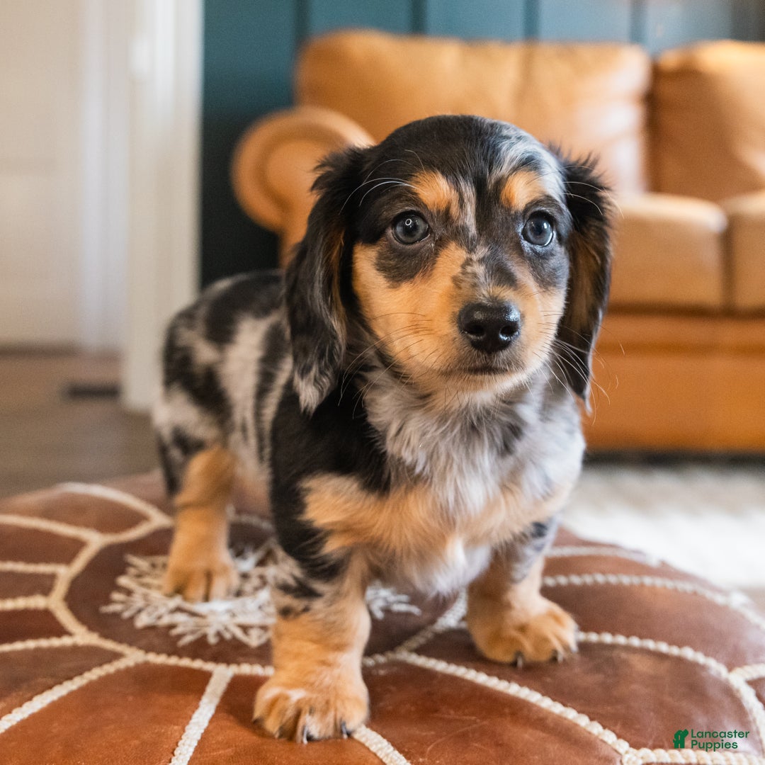 Dachshund dogs for sale: Dash - CHRISTMAS PUPPY! - Ad 20