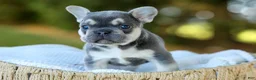 French Bulldog dogs for sale: Denver - Blue & Tan - Ad 10