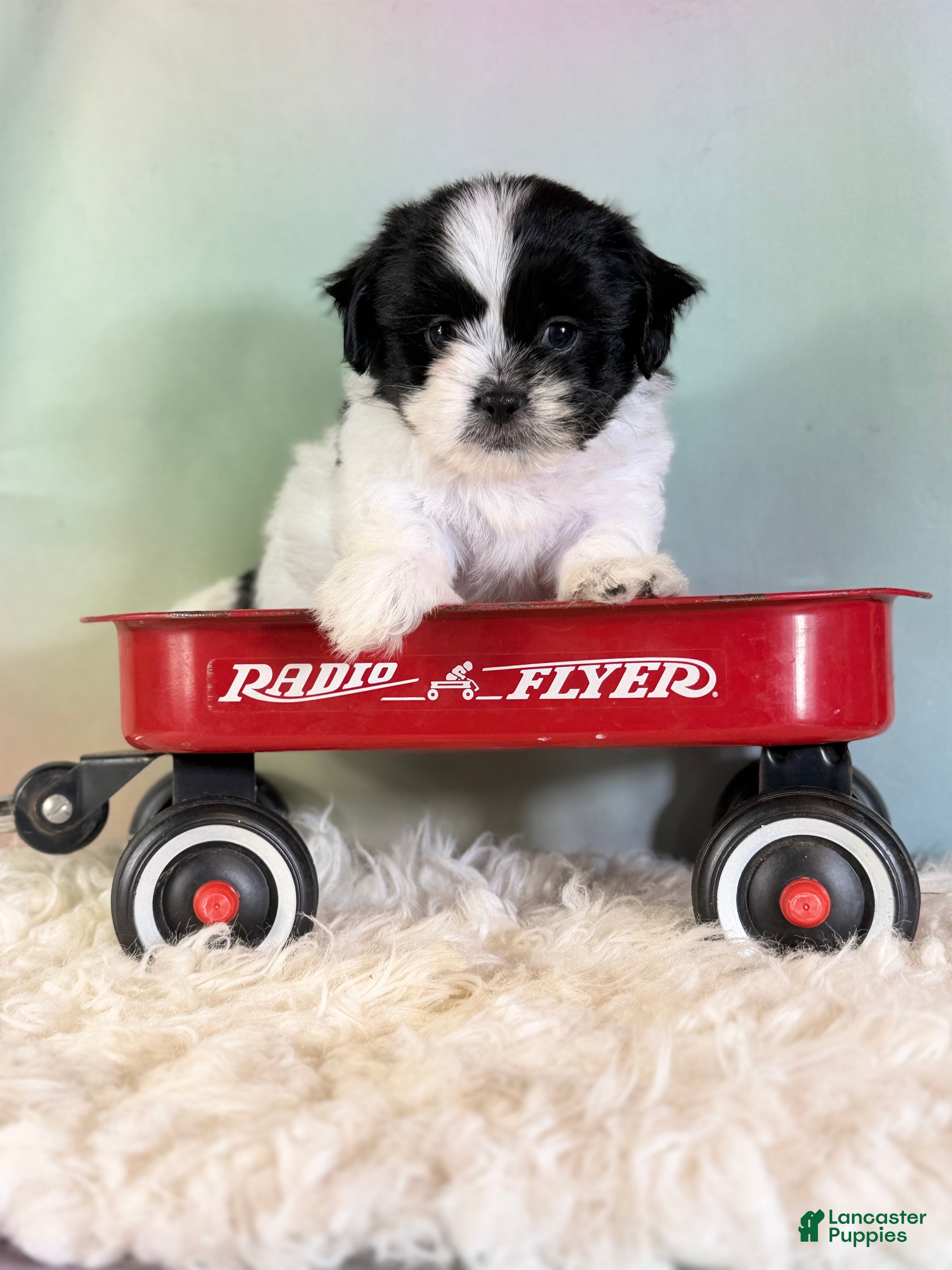 Teddy Bear dogs Oreo - Ad 1