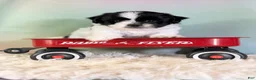 Teddy Bear dogs for sale: Oreo - Ad 1