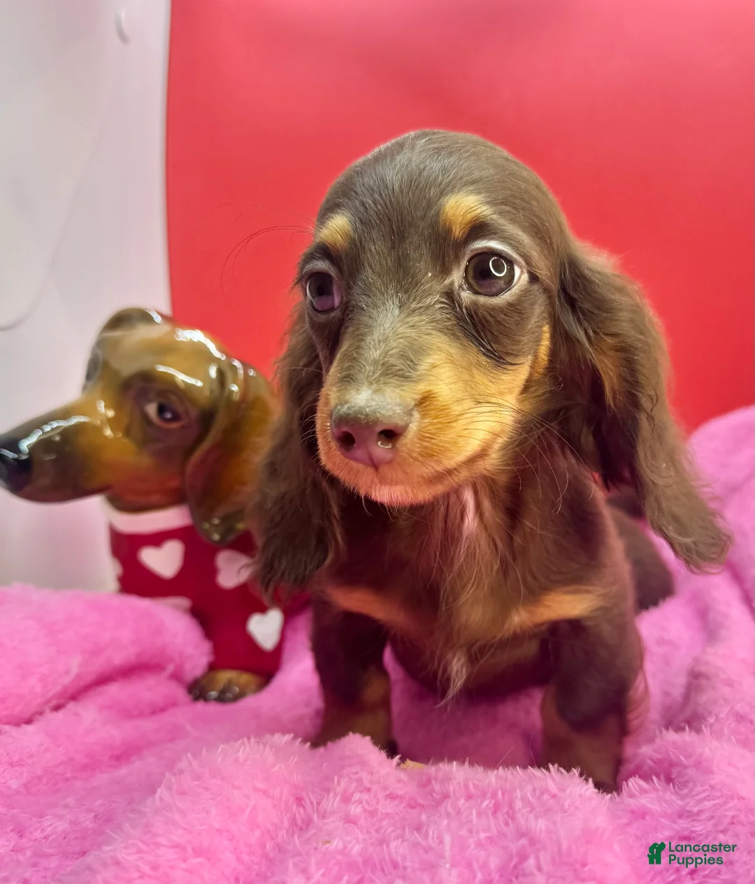 Miniature Dachshund dogs for sale: Ready Xmas eve - Ad 7