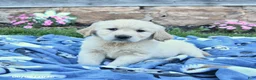 Golden Retriever dogs for sale: Bailey - Ad 1