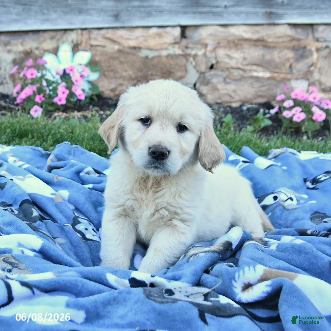 Golden Retriever dogs for sale: Bailey - Ad 1