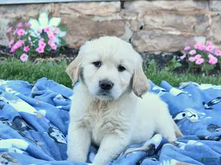 Golden Retriever dogs for sale: Bailey - Ad 3