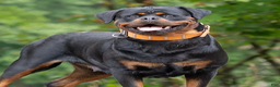 Rottweiler dogs for sale: Jewel - Ad 2