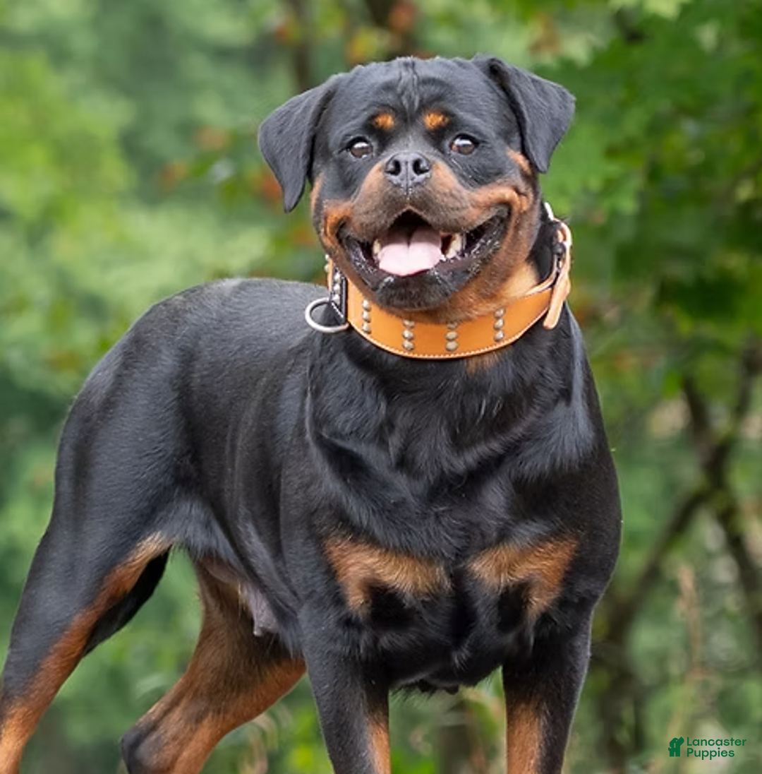 Rottweiler dogs for sale: Jewel - Ad 2