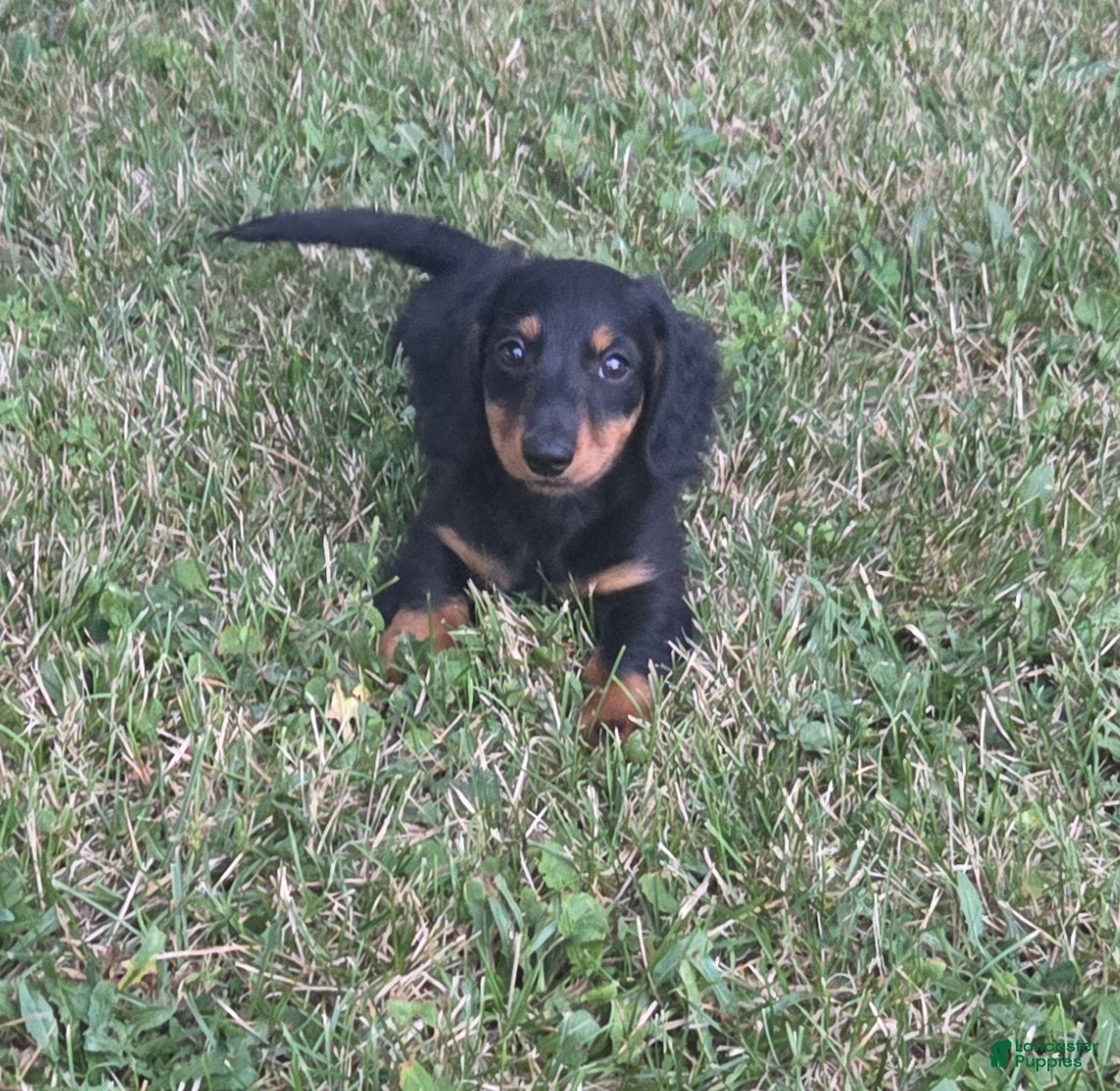 Miniature Dachshund dogs Thunder - Ad 1