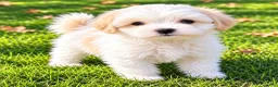 Shihpoo dogs for sale: Milo - Ad 3