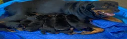 Rottweiler dogs for sale: Poseidon - Ad 22