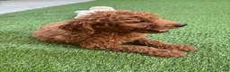 Standard Poodle dogs for sale: Max - Ad 8
