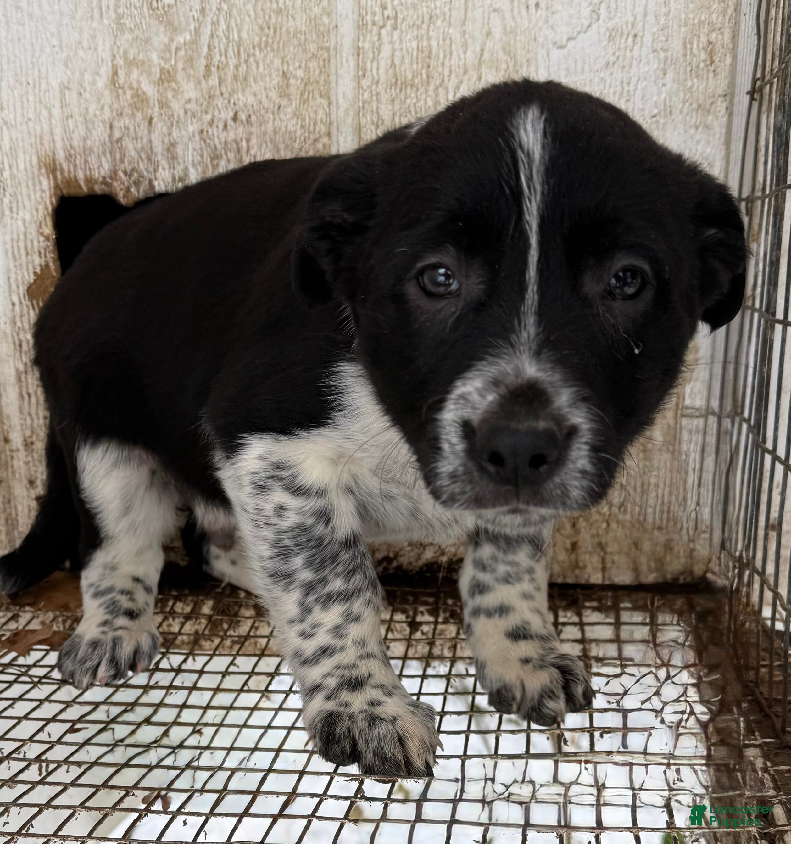 Border Collie dogs Border Collie Puppy 4 - Ad 3