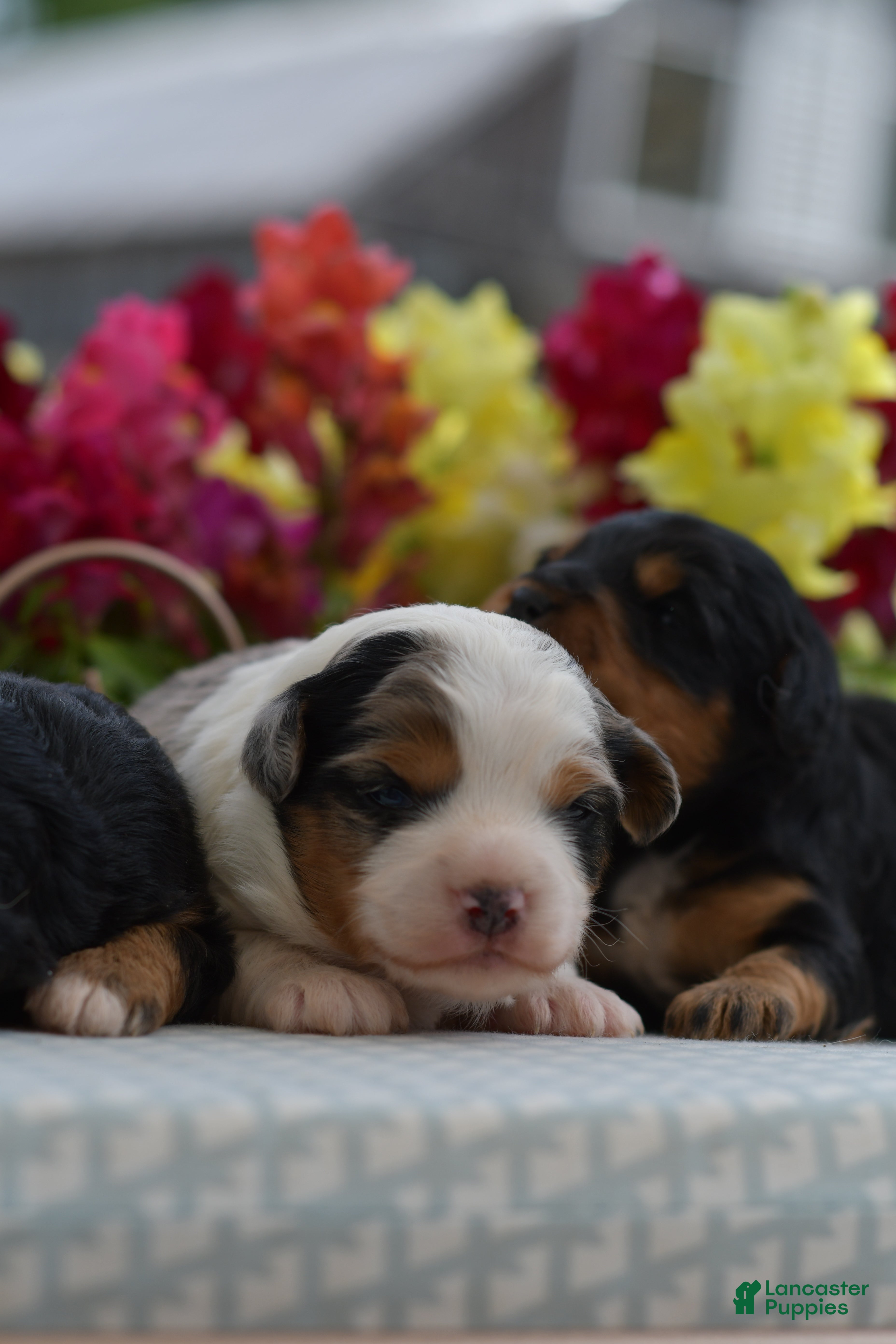 Aussiedoodle dogs Aussiedoodle Puppy 3 - Ad 1