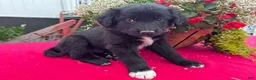 Mixed Breed dogs for sale: Turbo - Ad 4
