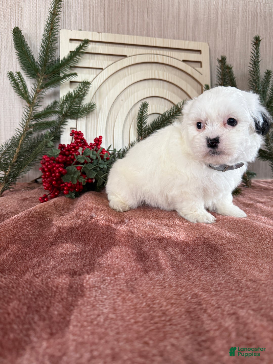 Teddy Bear dogs for sale: Snowy - Ad 4