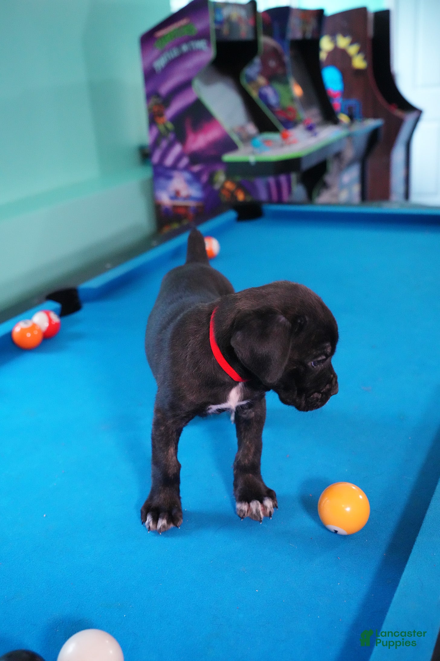 Cane Corso dogs Harley Quinn  - Ad 2