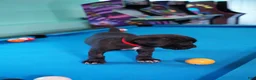 Cane Corso dogs for sale: Harley Quinn  - Ad 2