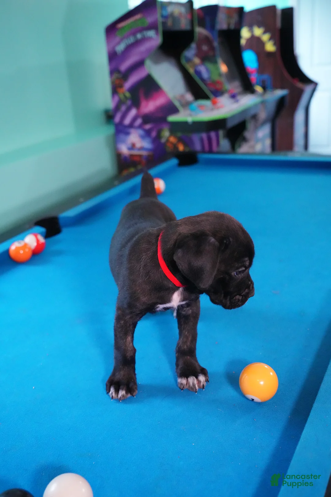 Cane Corso dogs for sale: Harley Quinn  - Ad 2