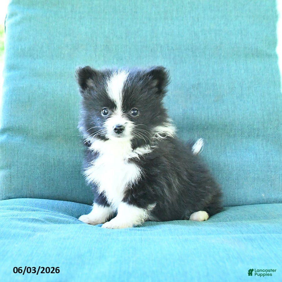 Pomeranian dogs Tucker - Ad 1